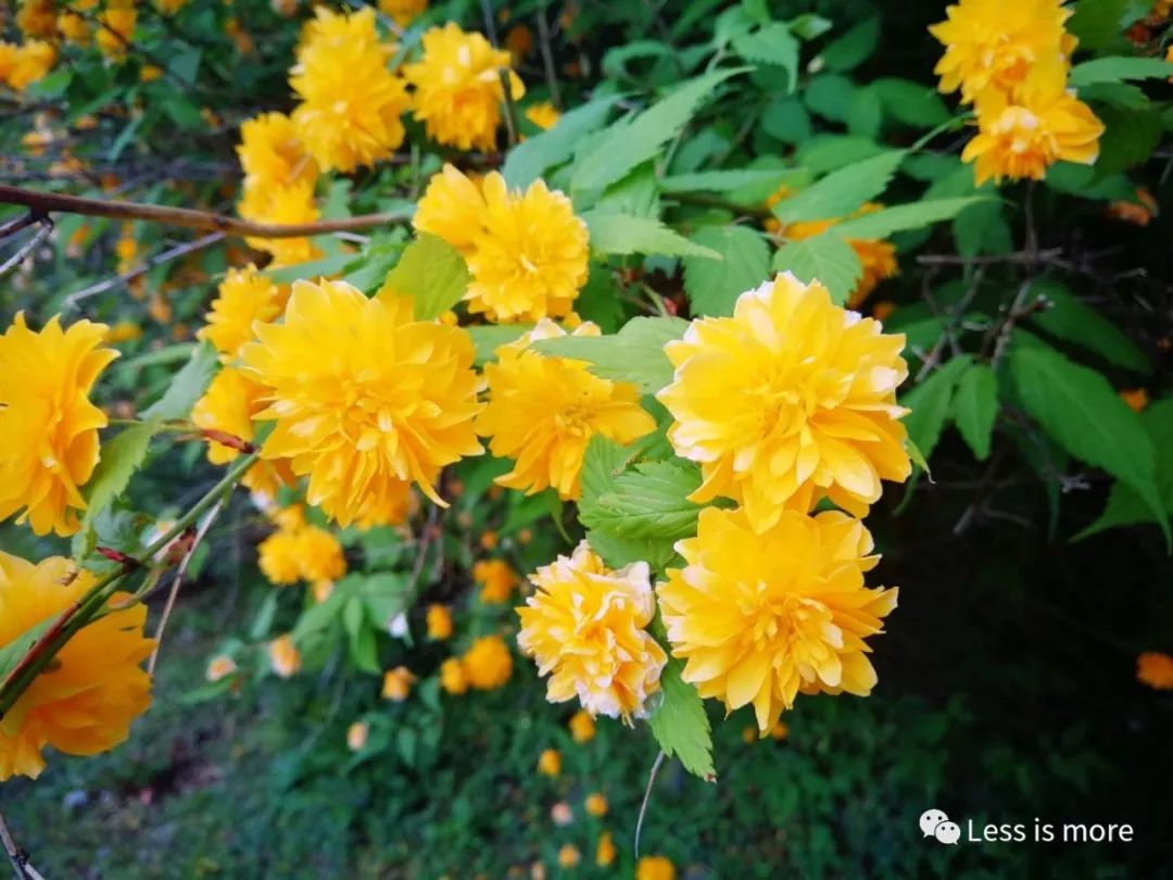 带你们看看济州岛的美景,济州岛路上的小风景