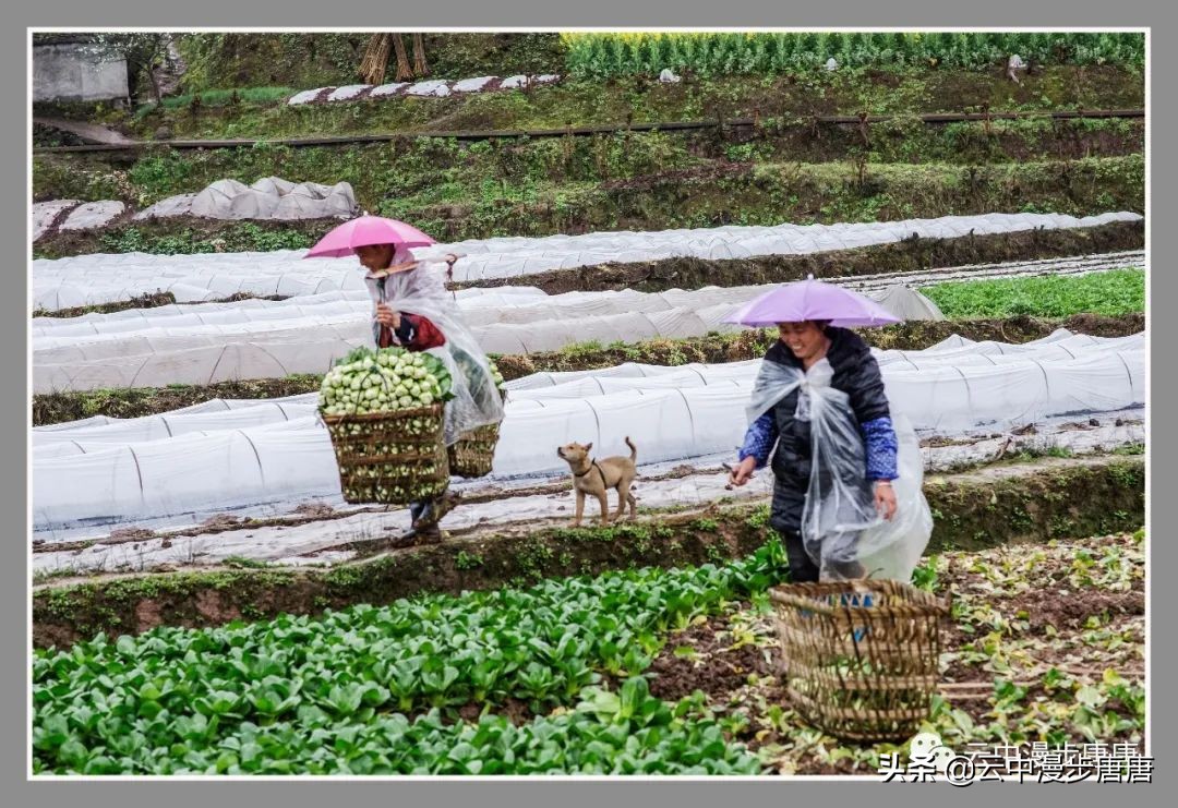 广安岳池坪滩保华村,岳池坪滩风景区