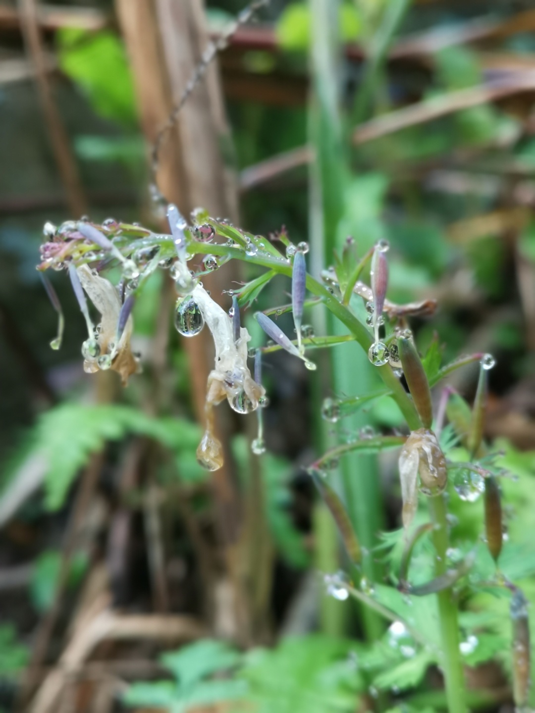 竹林深处探宝——只为了那一棵黄精