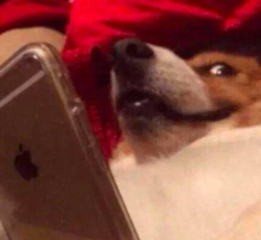 中国留学生趁火打劫奢侈品,留学生趁火打劫奢侈品