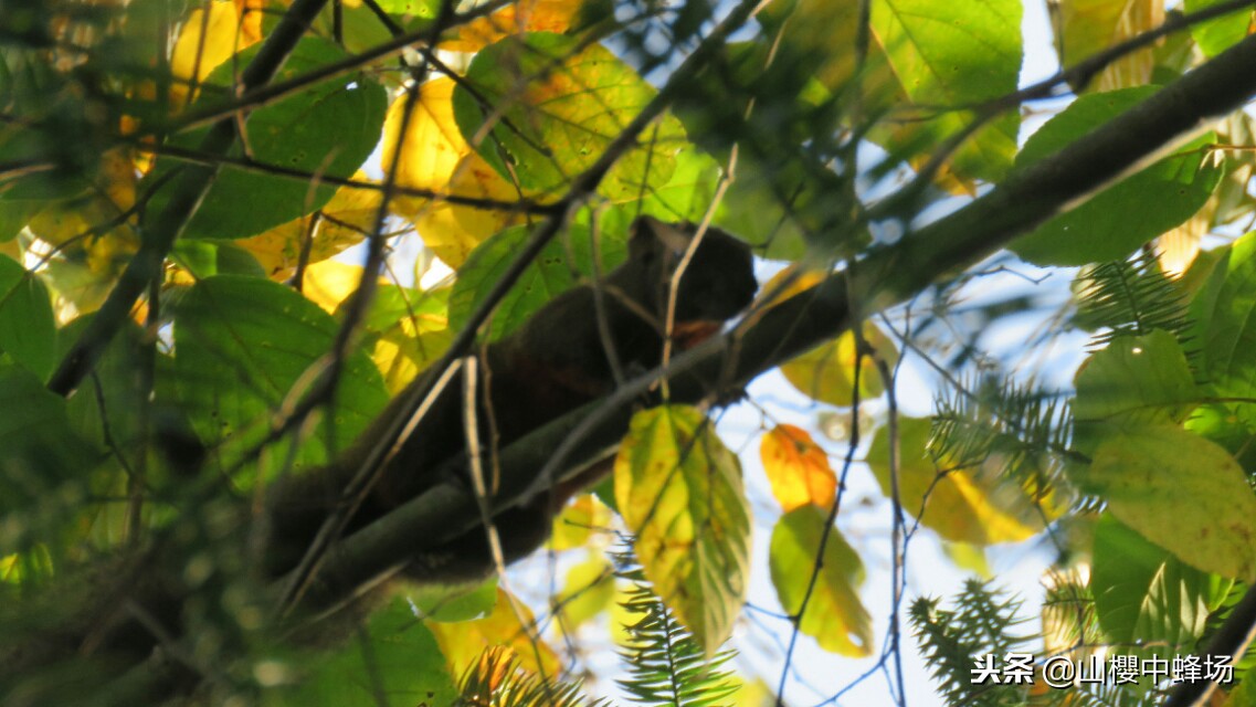 红豆杉果子几年成熟,红豆杉果实不红