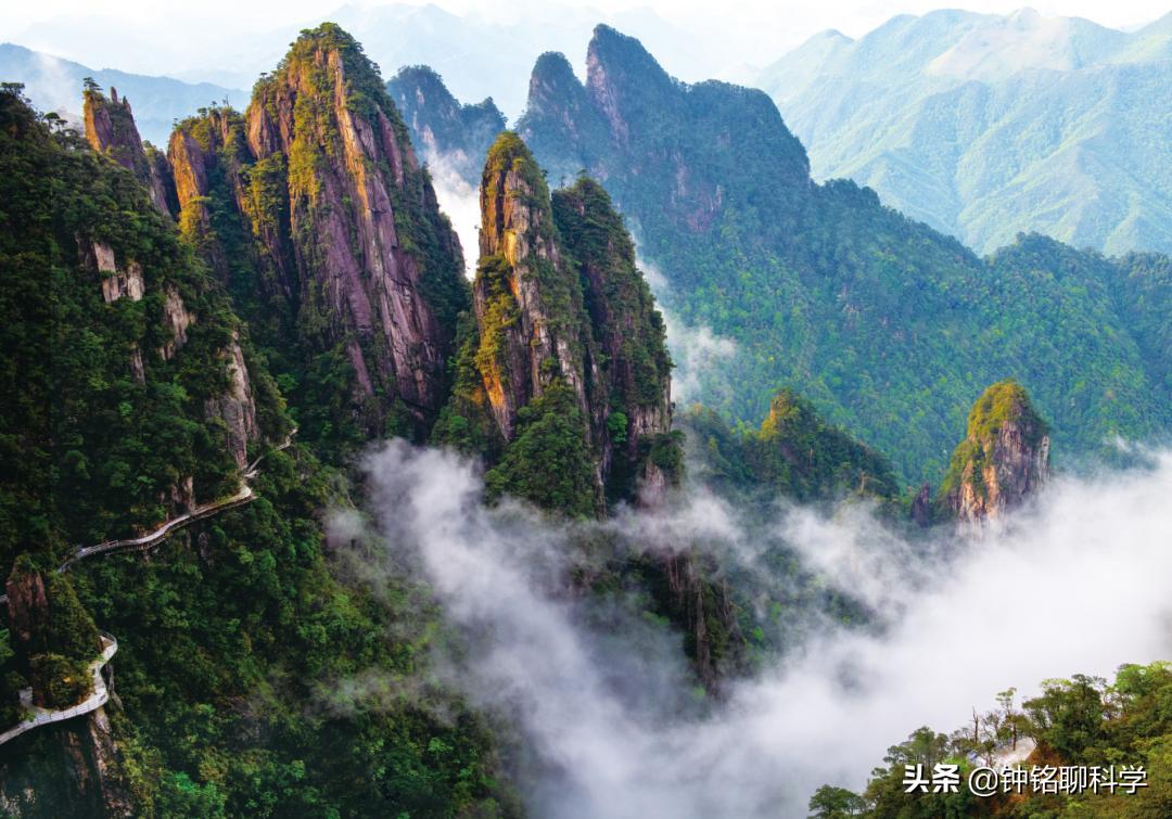 蛇中熊猫莽山烙铁头,莽山烙铁头蛇全球仅有500条