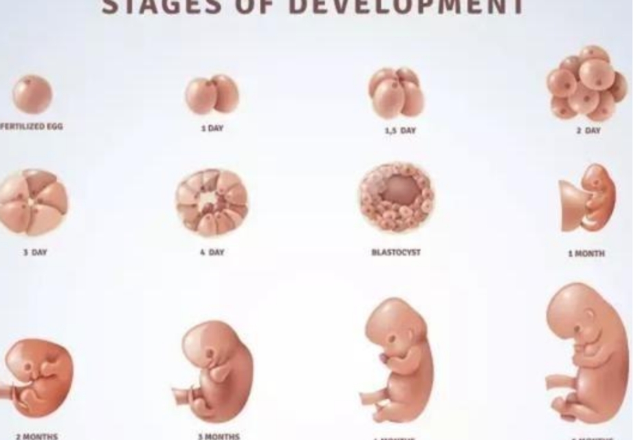 孕晚期,这些迹象说明进入胎儿的“猛涨期”,孕妈们要注意