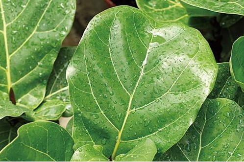 如何让琴叶榕变粗壮,琴叶榕株型好看