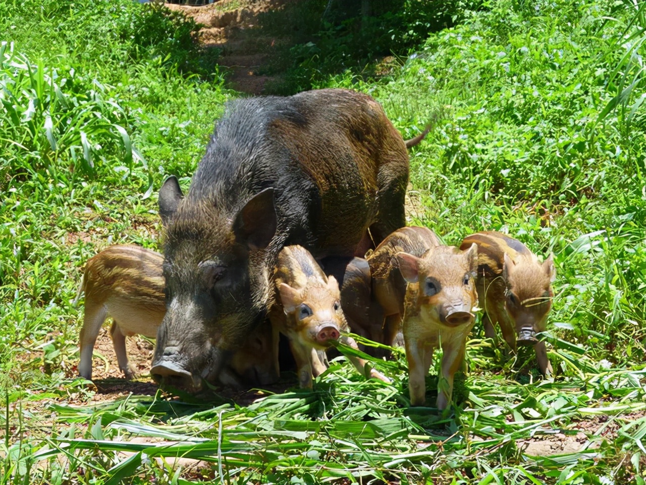 捕获80斤野猪,捕获了一头200公斤的大野猪