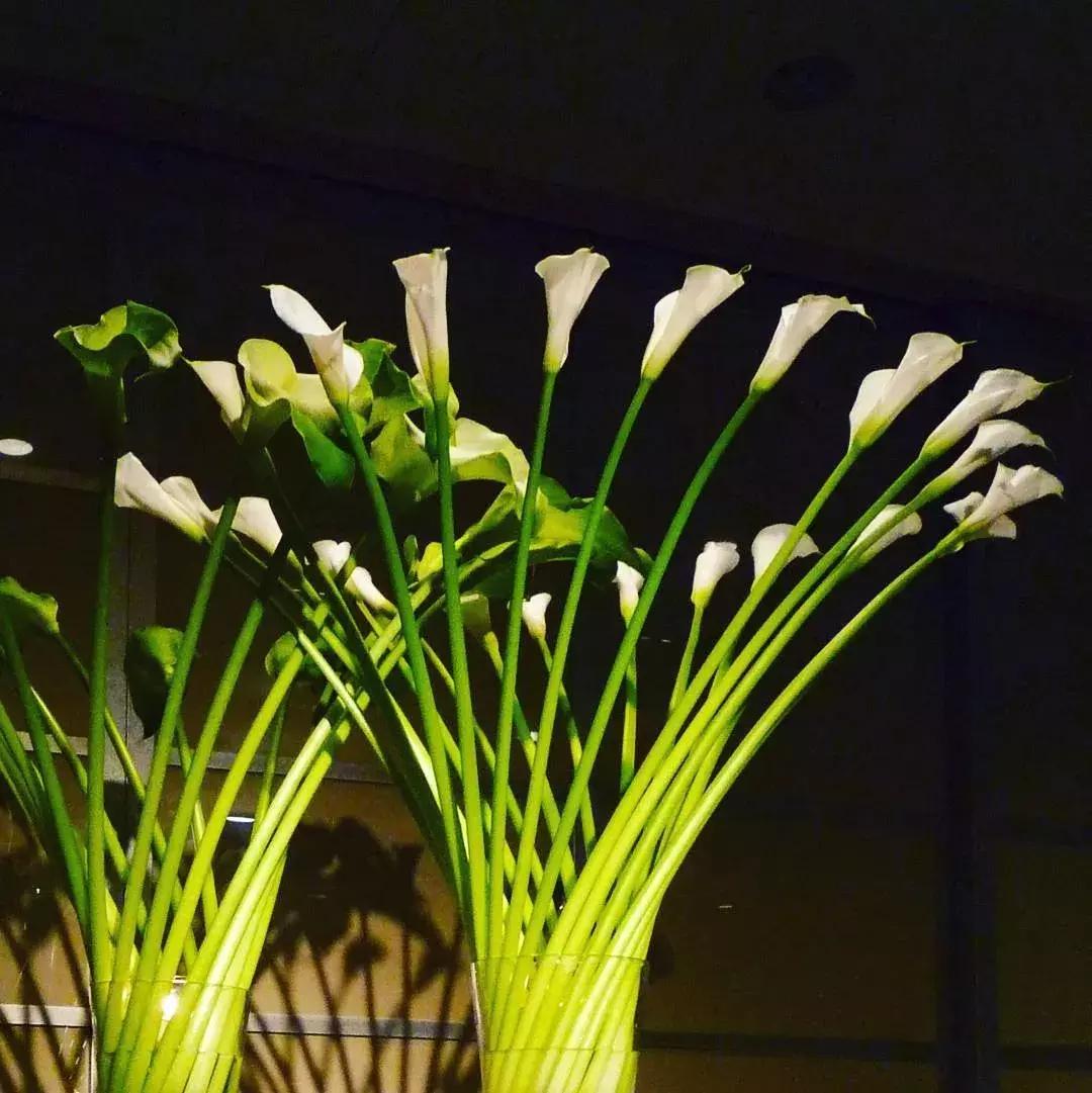 马蹄莲插花怎么养时间长,马蹄莲鲜花养护