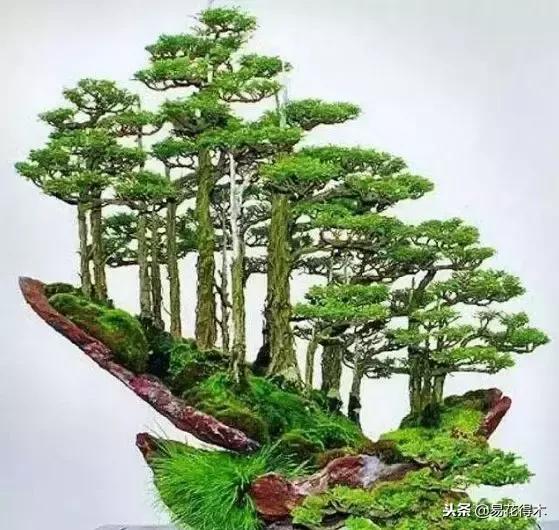 丛林式精品盆景欣赏,丛林盆景浅盆