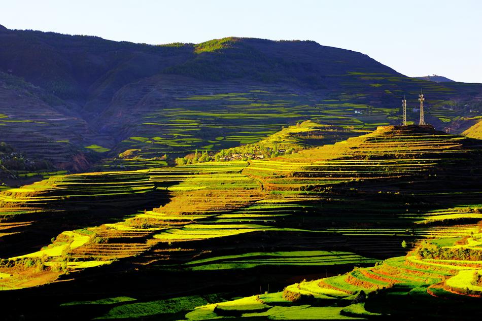武山县油菜花旅游打卡地,天水武山滩歌油菜花海掠影
