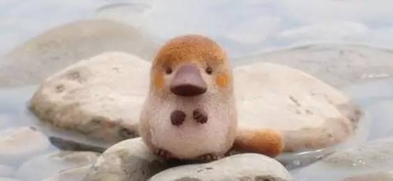 世界最罕见的十个杂交动物,世界罕见动物长得像蜘蛛但有尾巴