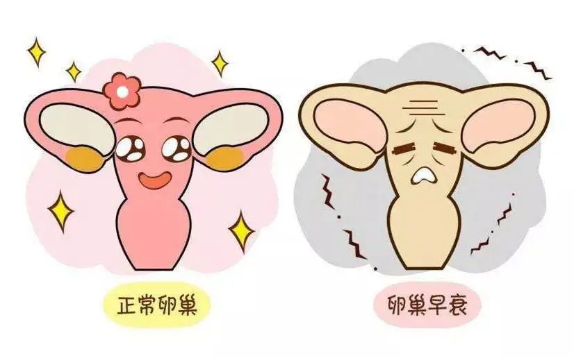 呵护卵巢健康好孕,呵护好的你的肾让你的精气充盈