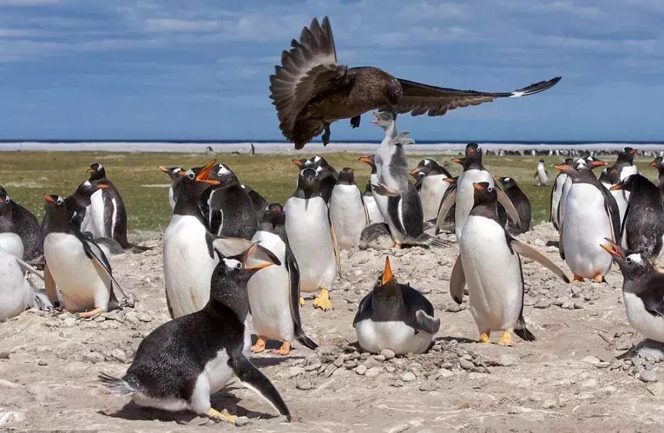 企鹅除了在南极南半球还在哪里,南极有哪些企鹅一起生活