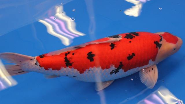 锦鲤烂鳍拒食,锦鲤鱼拒食