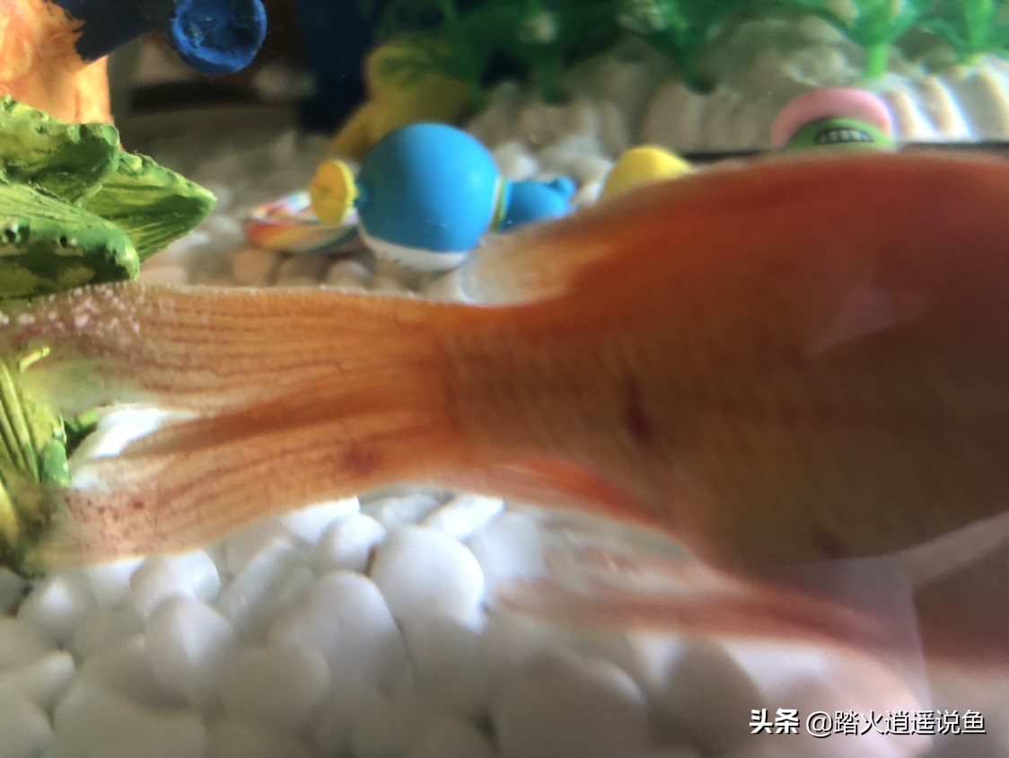 冬天金鱼什么病不能养鱼,金鱼怎么养才不容易得病