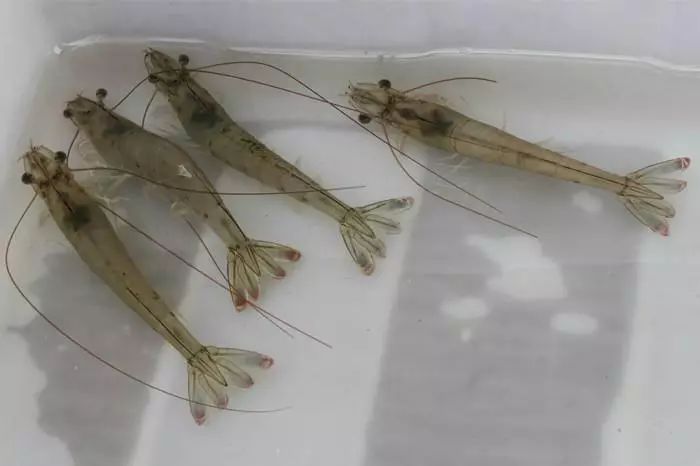 养虾新模式新技术,养虾致富有方