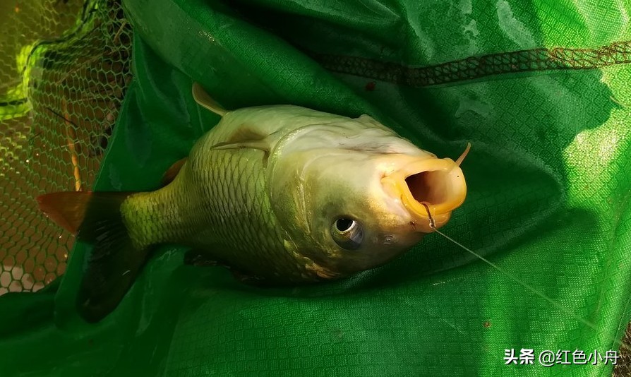 为什么我喜欢硬竿钓鱼,4.5米的鲫鱼竿能钓大鱼吗