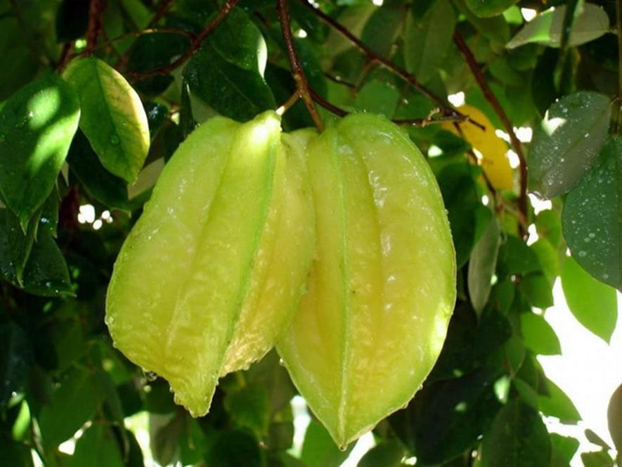 百种味道的果子,百种果实图片