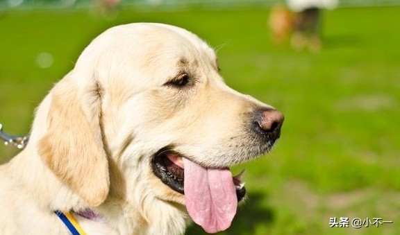 养狗需谨慎，温顺懂事的拉布拉多也有缺点，这几个点宠主要知道