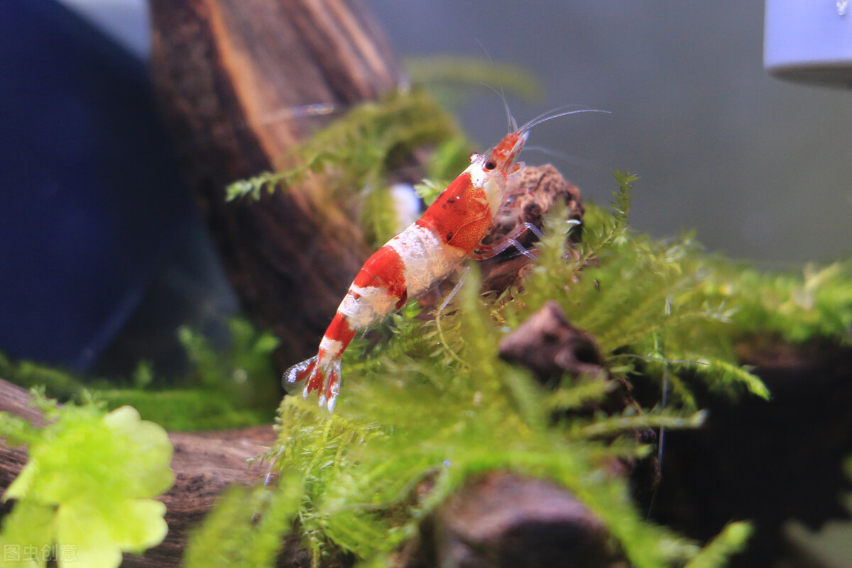 观赏虾怎么养才不死,养观赏虾的方法和技巧