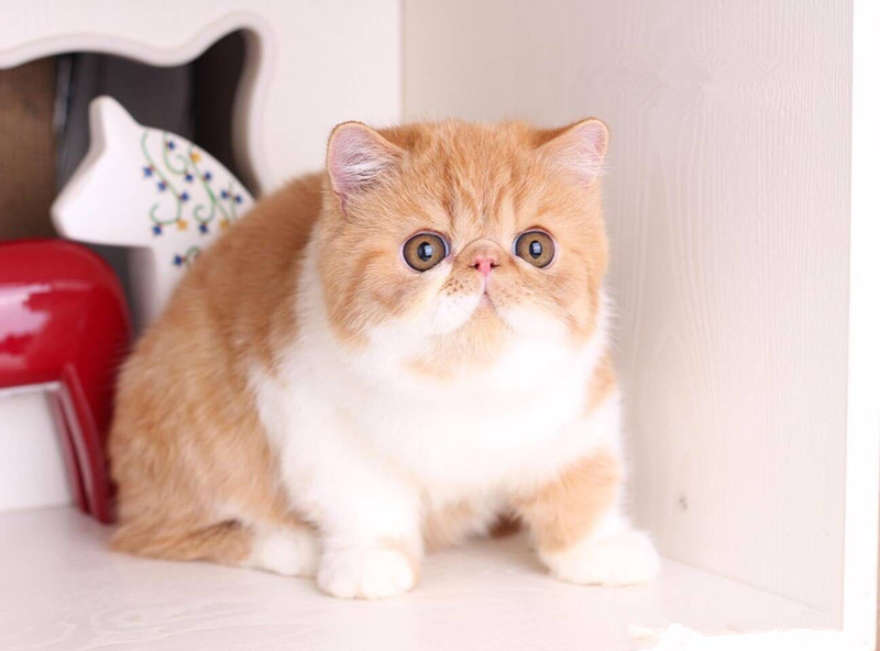 猫眼屎多是什么原因,猫绿色眼屎多怎么回事