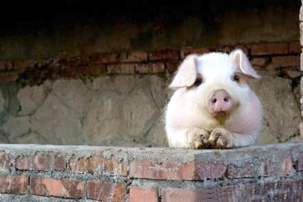 促进母猪受孕的方法,促进母兔发情