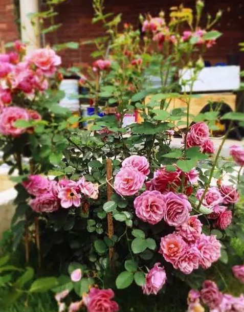 花突然蔫了？你家装修污染可能出问题了！