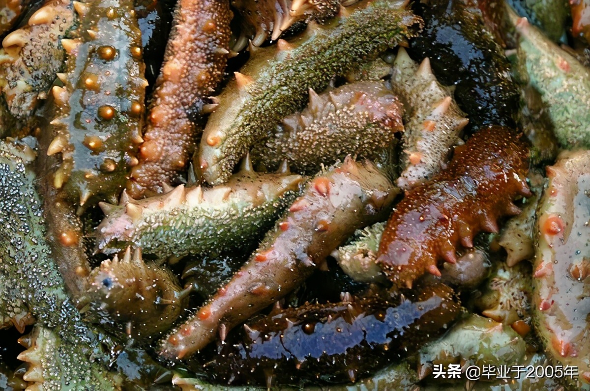 从客观角度说说海参,客观的角度说一说海参