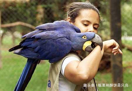 牡丹鹦鹉到底有多少种,可以饲养的牡丹鹦鹉有什么品种