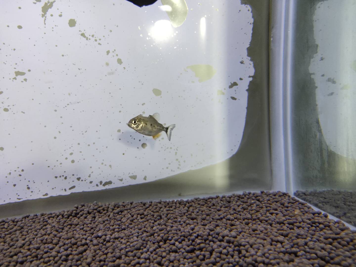 观赏鱼能长期不见鱼吗,观赏鱼直接放缸里会死吗