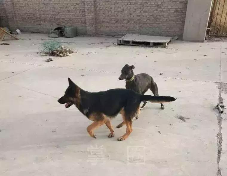 NO.844：阿克苏本地求职招聘、出租转让、农林牧副渔…信息大全