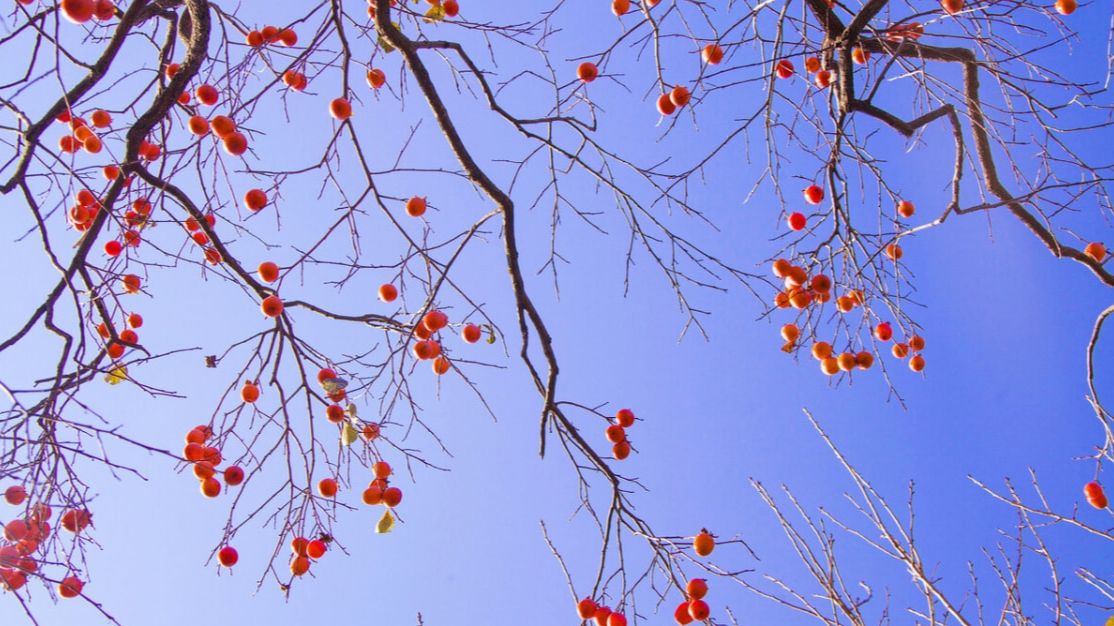 摘抄一首描写山水田园风光的诗,描写田园风光的四句诗词