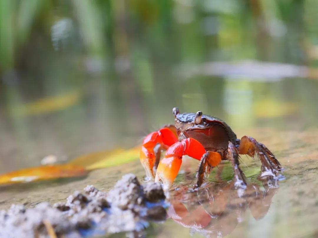 公母螃蟹哪种最好吃,最便宜的螃蟹哪里最好吃