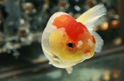 崖上的波妞和悬崖上的金鱼姬区别,悬崖上的金鱼姬还是悬崖上的波妞