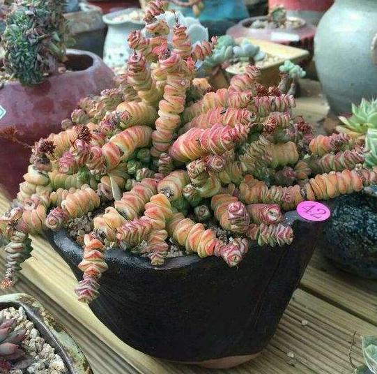 秋天怎么养钱串？4点养护小常识，助你收获满盆小铜钱