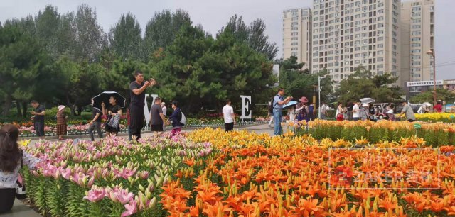 世界最美百合花海,超级惊艳的花海美景15分钟视频