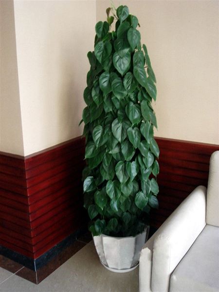 既好养活又长得快便于观察的绿植,叶片可以长很长的绿植