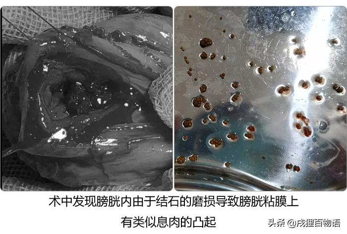 温顺的狗狗突然咬人这是怎么回事,调皮的狗狗突然变安静怎么回事