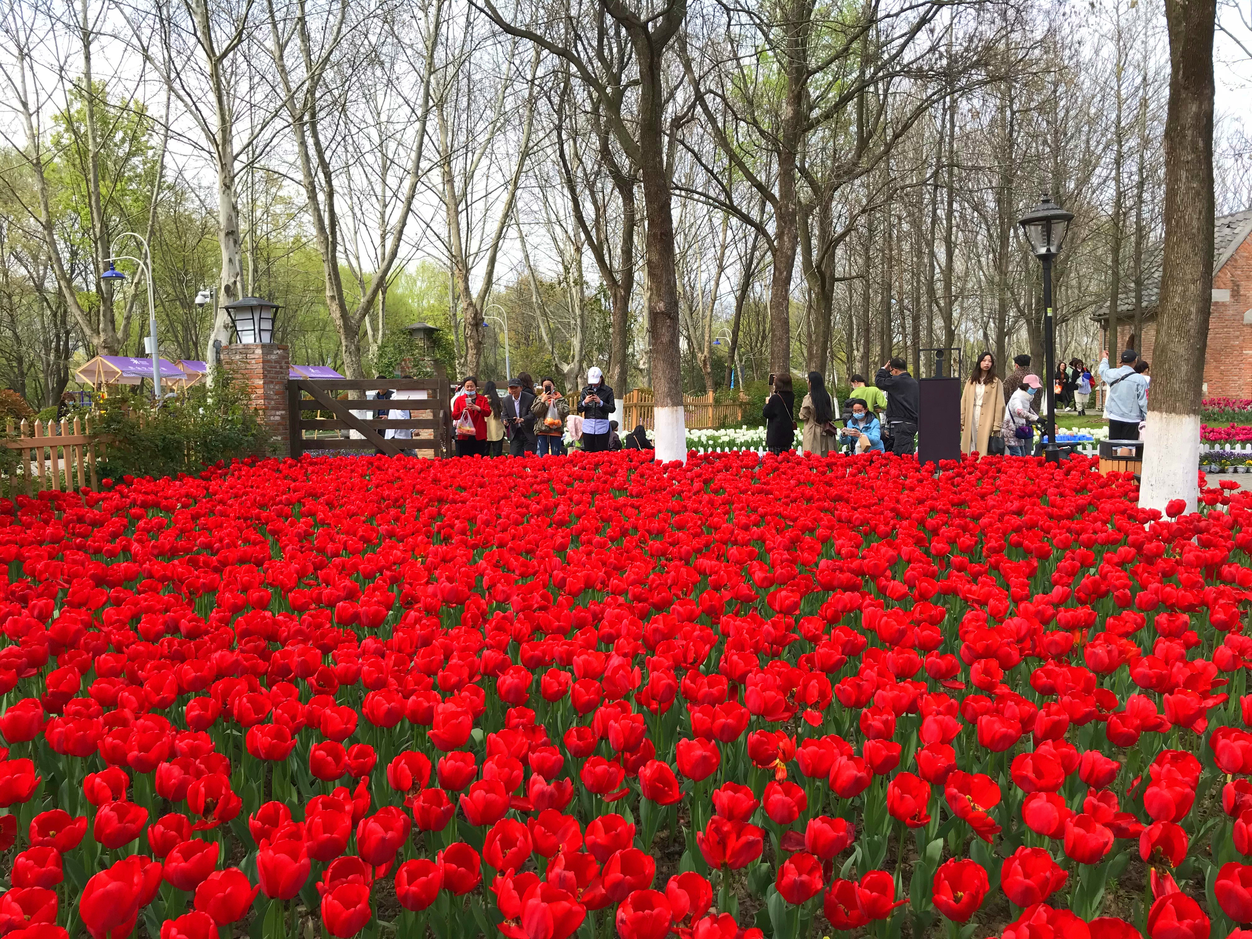 荷兰风情花园,南京绿博园的美丽