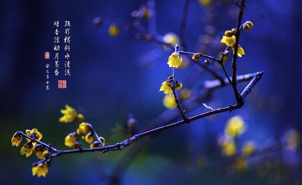 历史上著名的咏梅诗,北宋最有名的咏梅诗