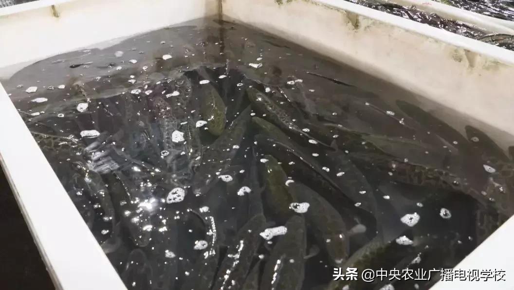 养黑鱼视频大全集,农广天地黑鱼养殖技术视频