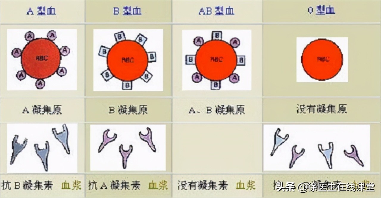 a型b型ab型o型血哪种血型更健康,a型b型o型ab型哪种血型身体好