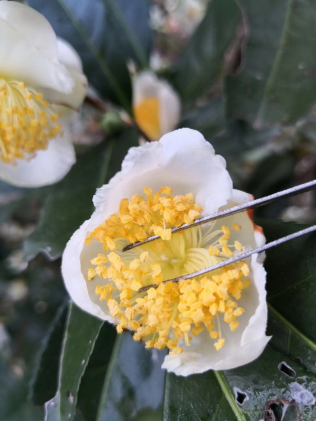 马蜂可以泡几次,马蜂特别多