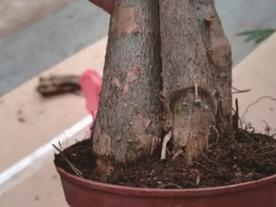 发财树皮烂了还能活吗,发财树皮烂了还能剥皮吗