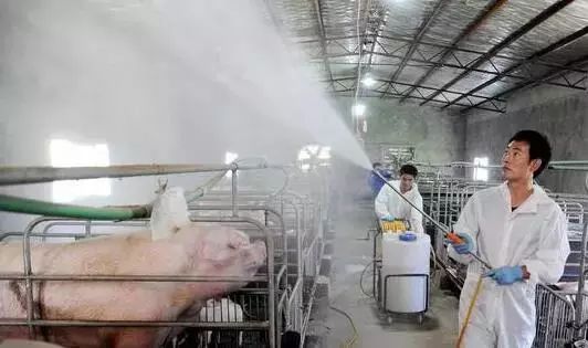 收藏｜史上最全的非洲猪瘟复养方案