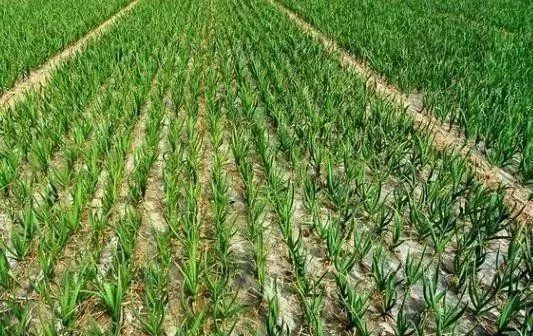 农村人致富门路有哪些,农村有什么最好的最快的致富方法