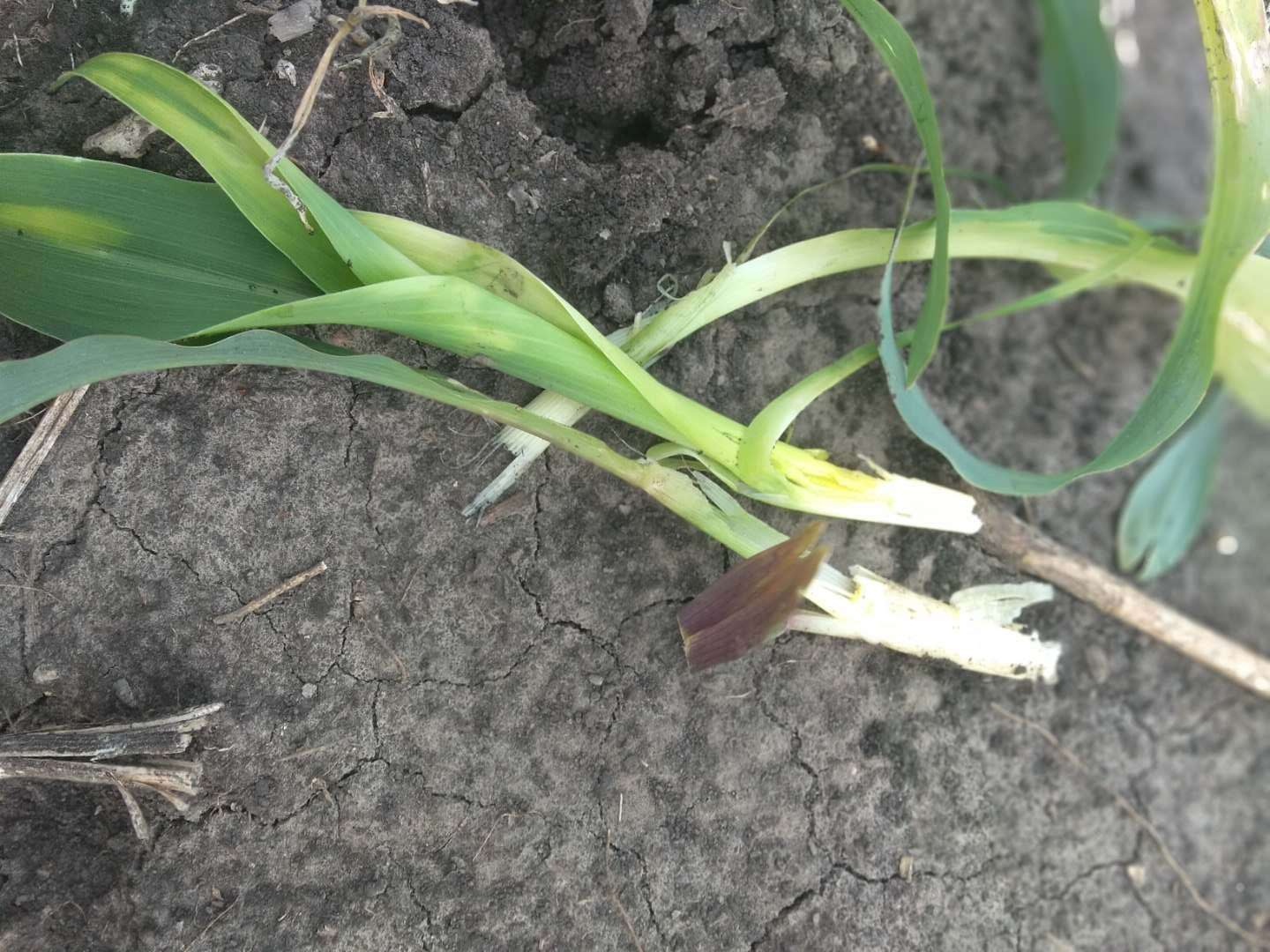 玉米除草剂药害解决方法,玉米受除草剂药害该怎么办