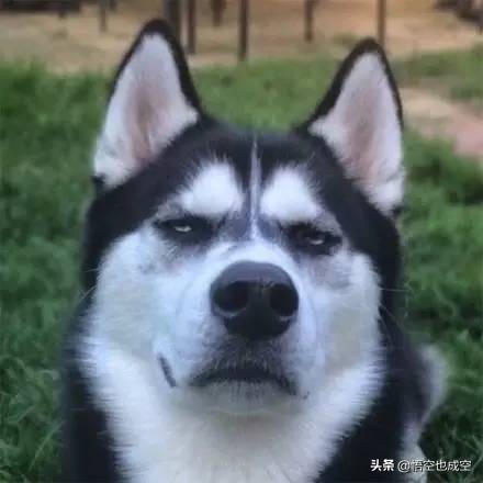 萨摩耶阿拉斯加哈士奇在草原上玩,阿拉斯加哈士奇萨摩耶三傻哪个大