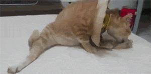 耻辱圈需要一直戴着吗,耻辱圈戴多久可以摘掉