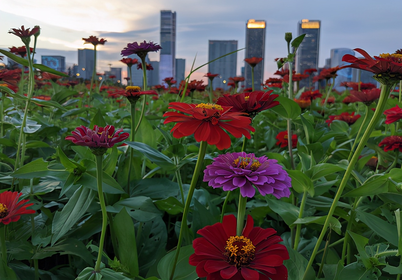 太美的花海,余杭千里花海