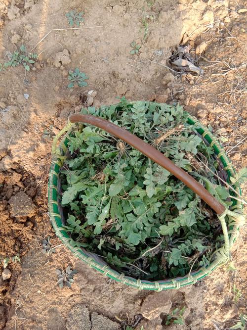 荠菜野菜中的上品,荠菜与野菜