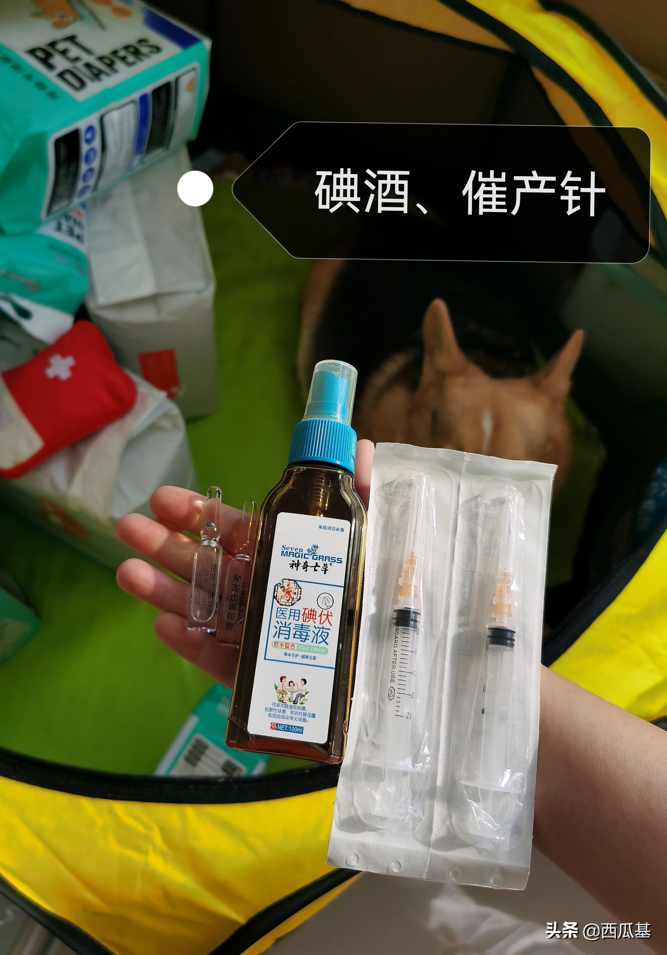 狗狗待产了怎么照顾,狗狗待产表现